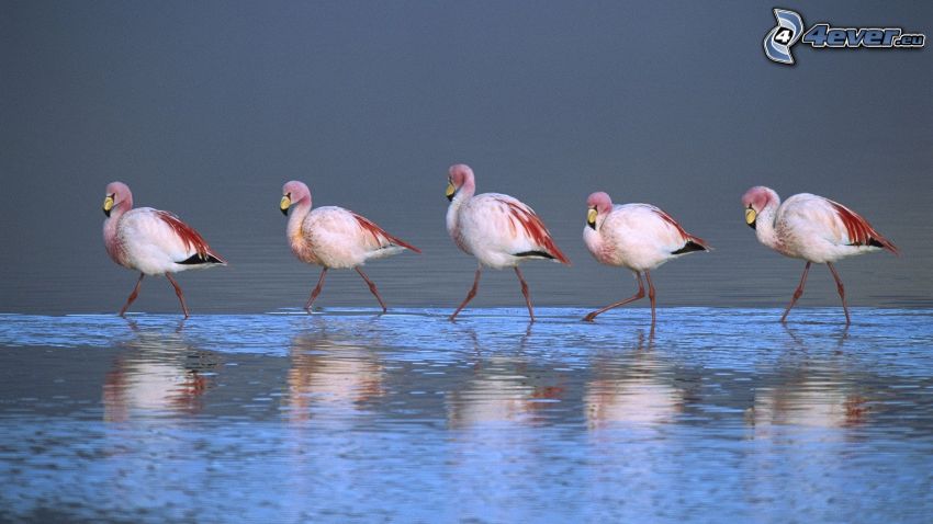 flamingos, water