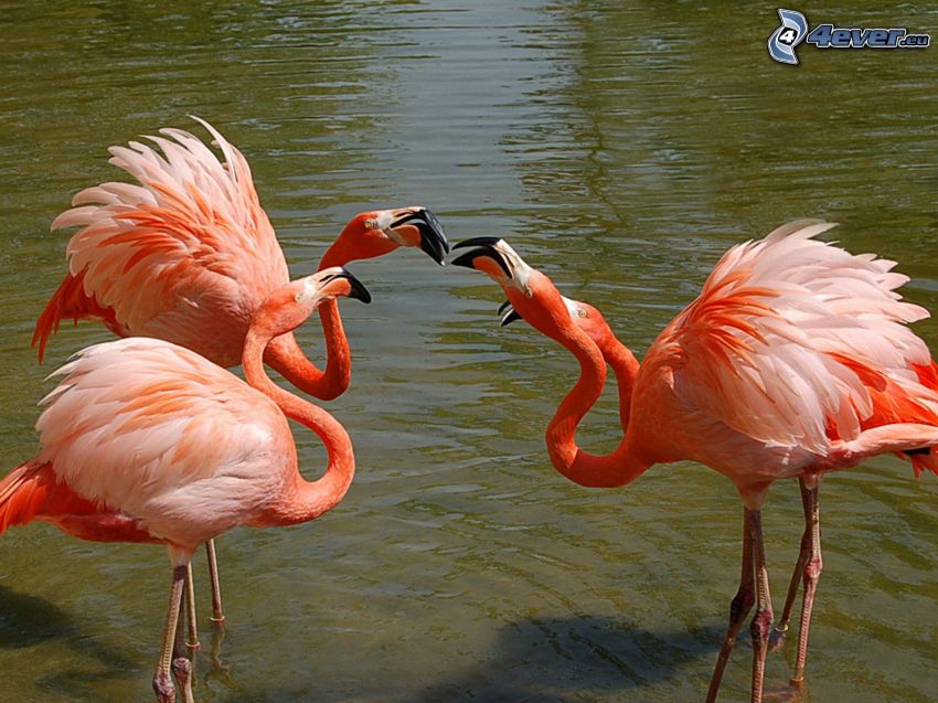 flamingos, water