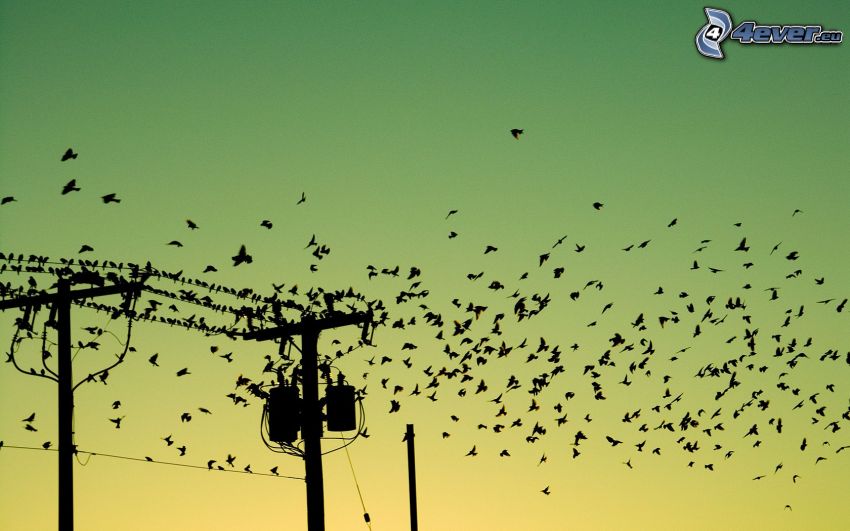flock of birds, electric pillar