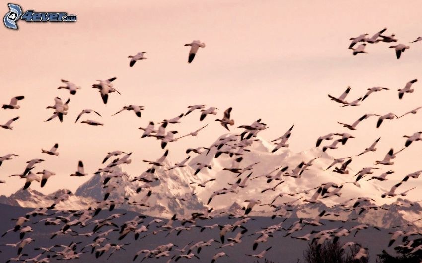 flock of birds, flight