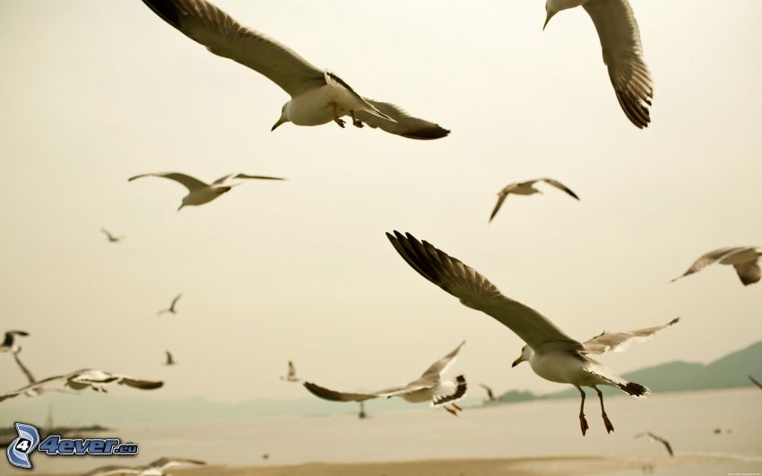 flock of birds, gulls