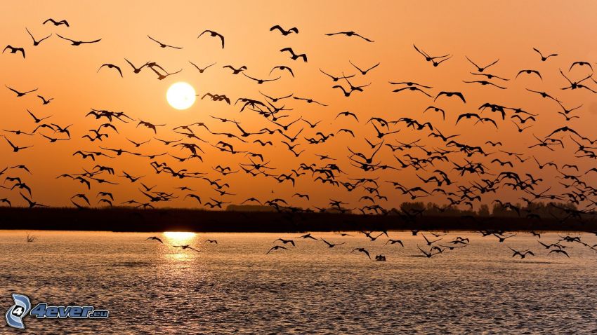 flock of birds, lake