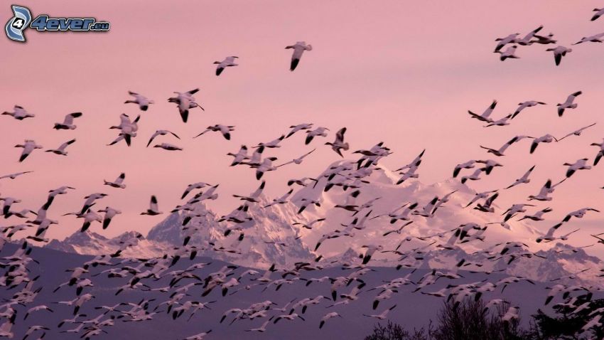 flock of birds, snowy mountains