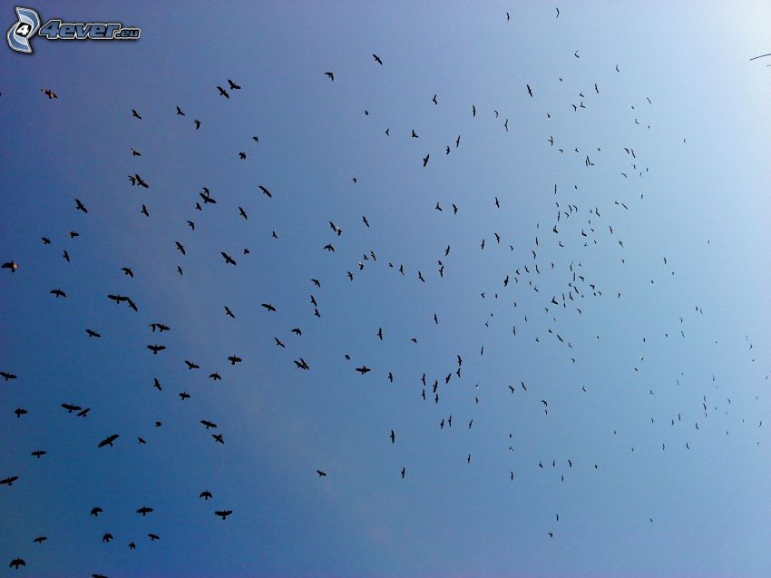 flock of crows, sky