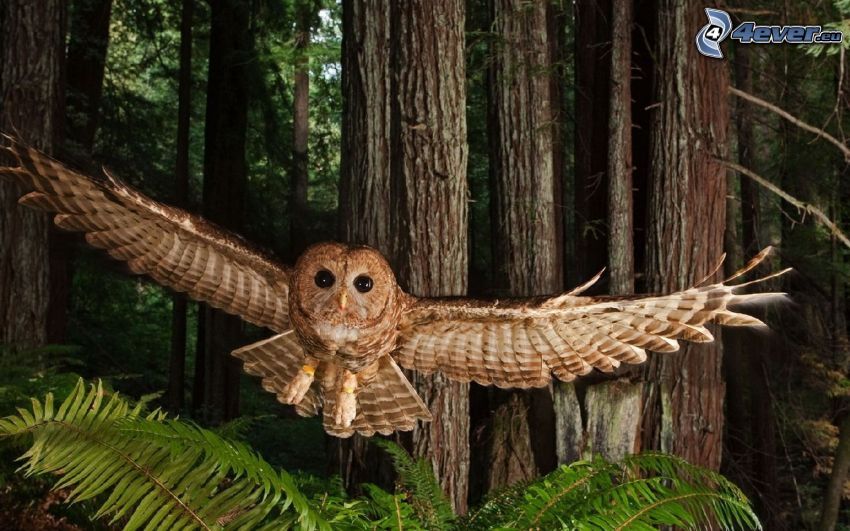 flying owl, forest