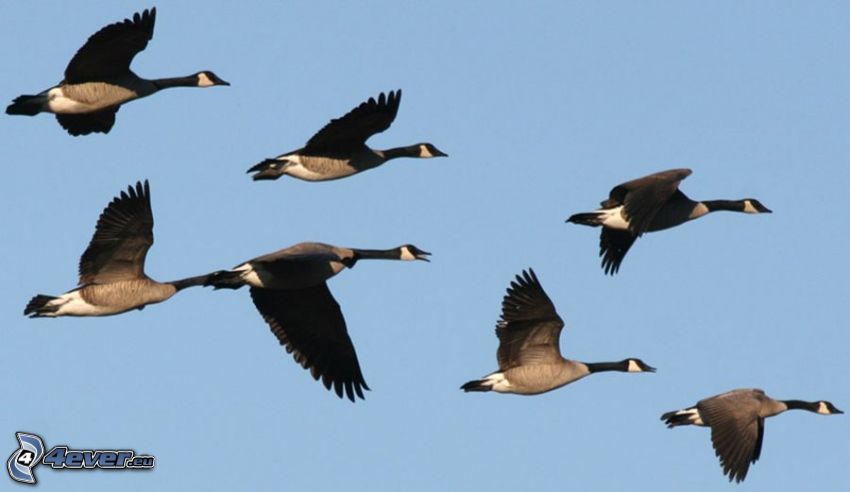 geese, flight