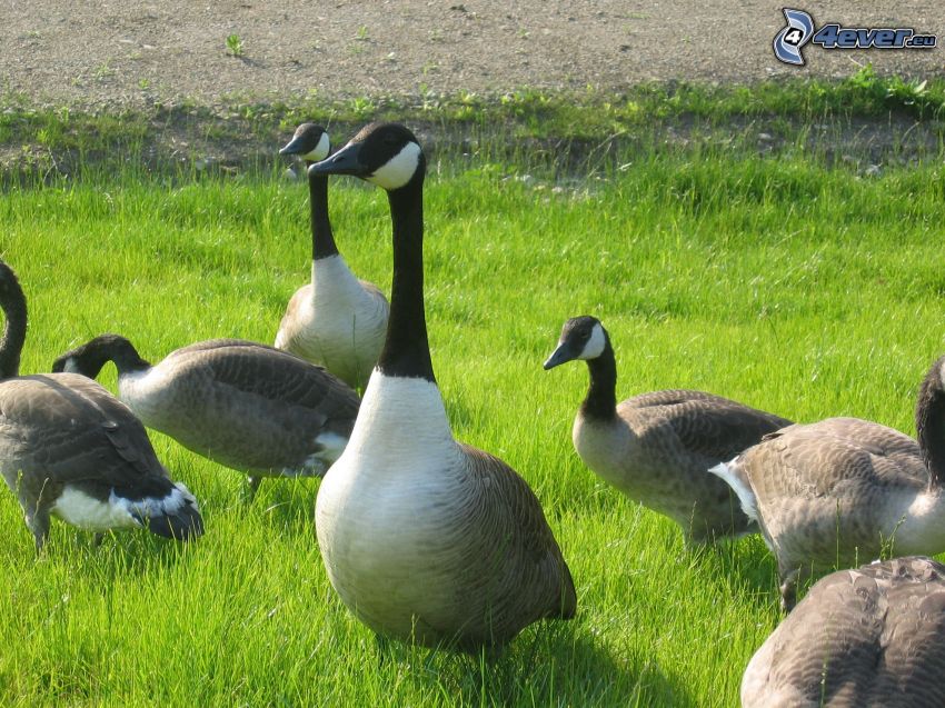 geese, grass
