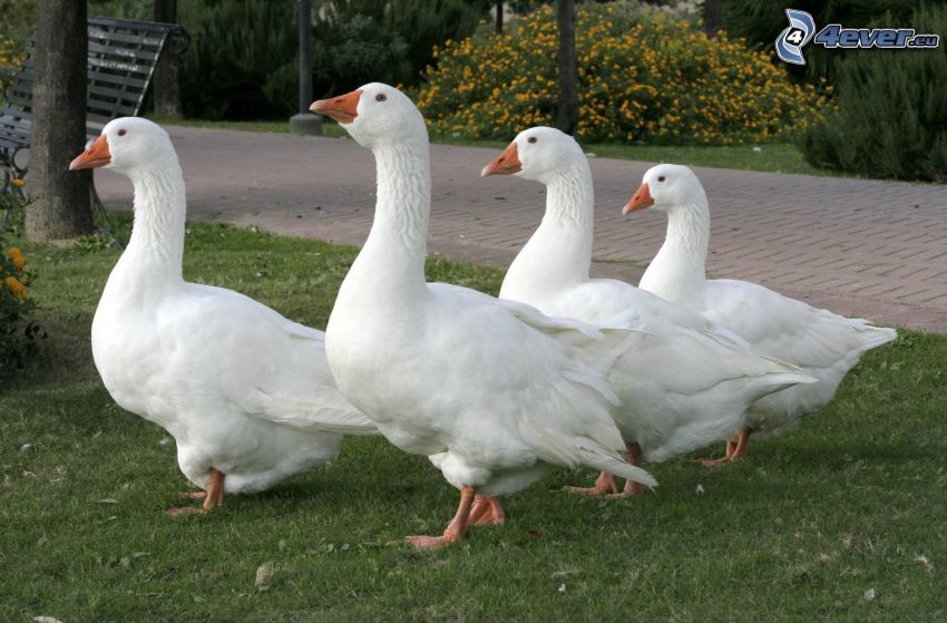 geese, sidewalk