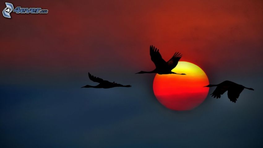 geese, silhouette, flight, sun