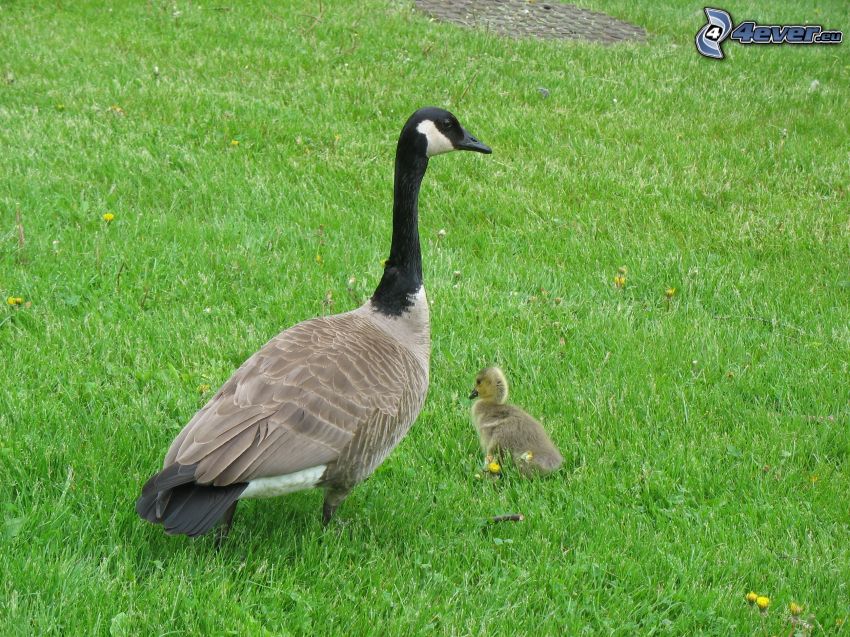 geese, small yellow goose, grass