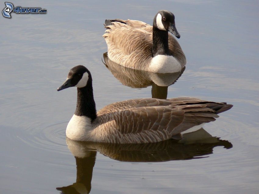 geese, water surface