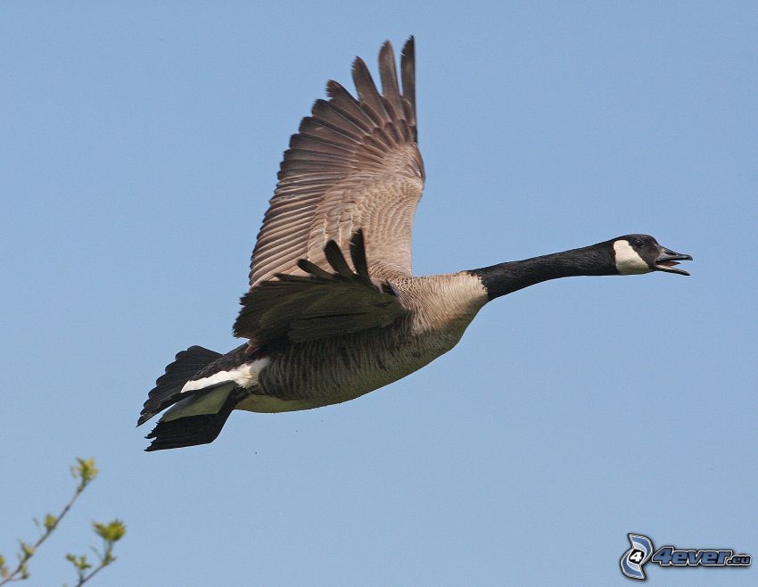 goose, flight