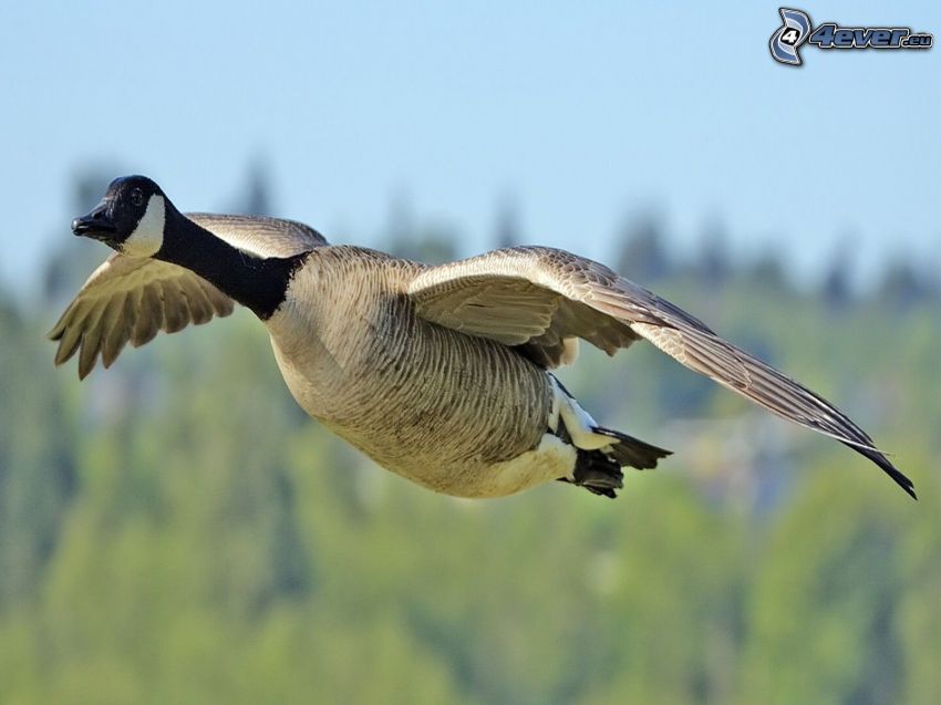goose, flight