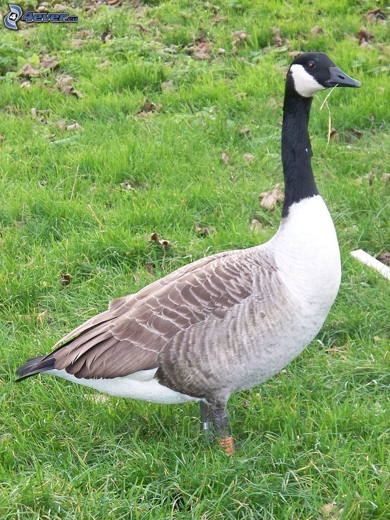 goose, grass