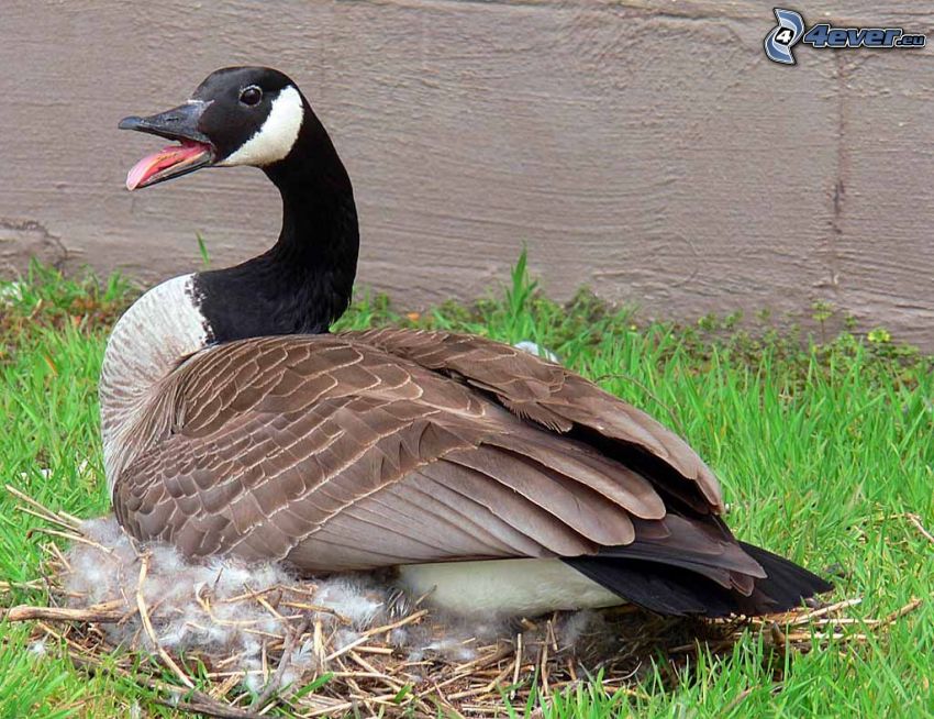 goose, nest