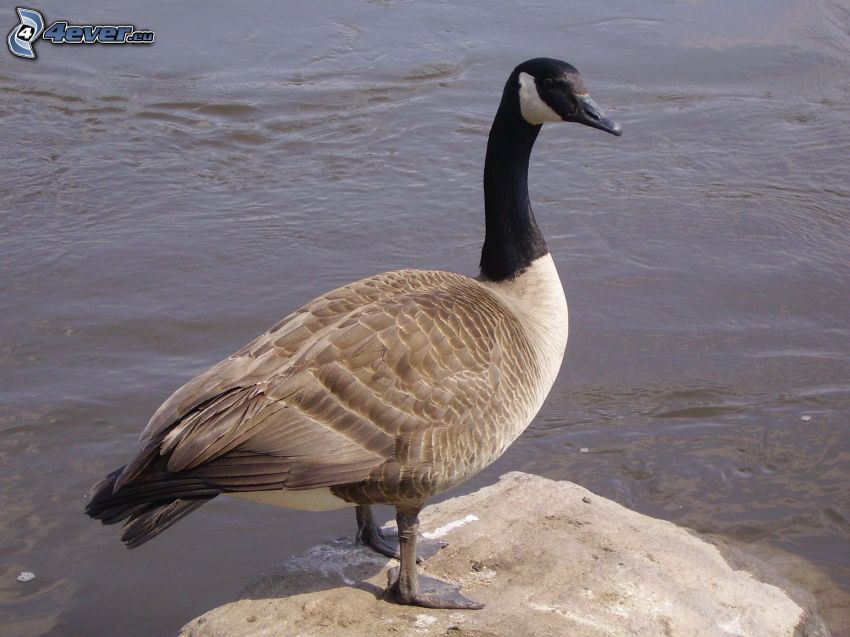 goose, rock