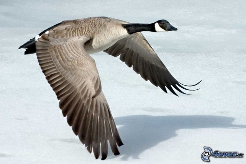 goose, snow, wings, flight