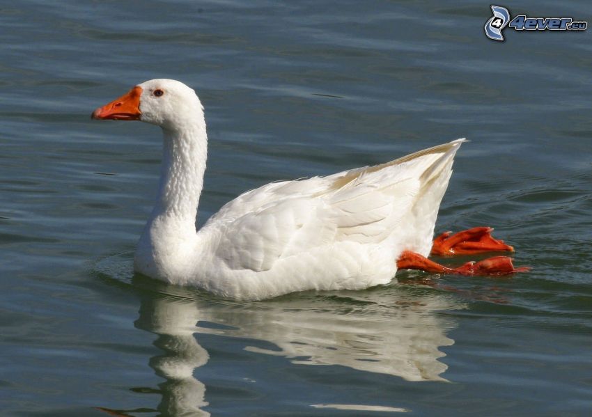 goose, water surface