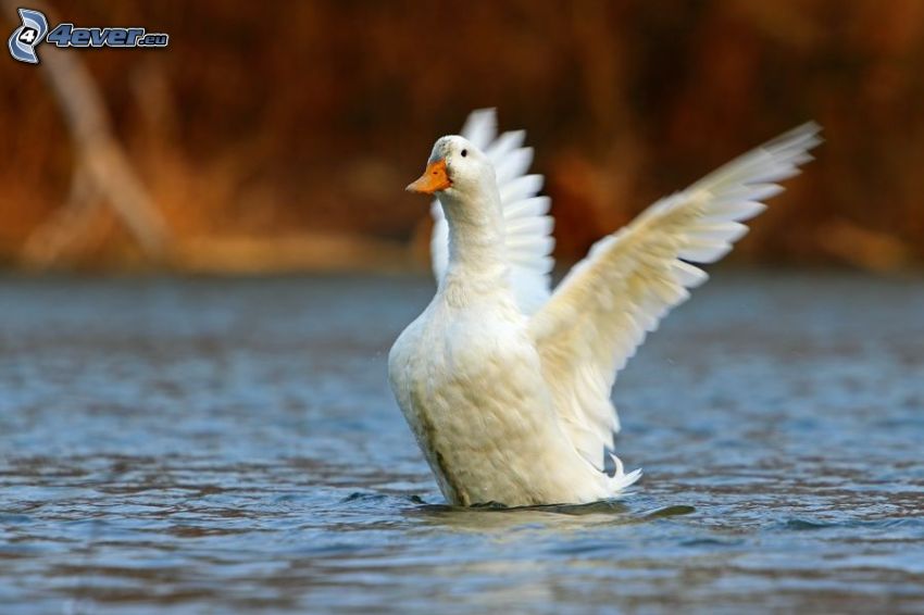 goose, wings, water