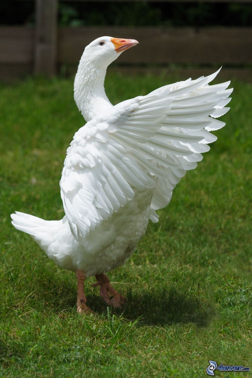 goose, wings