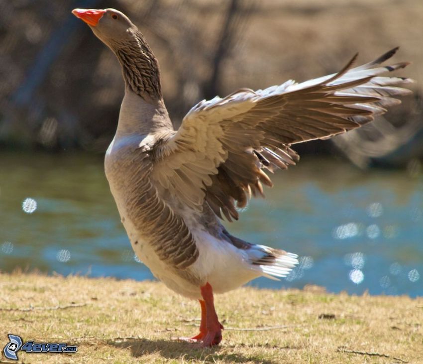 goose, wings