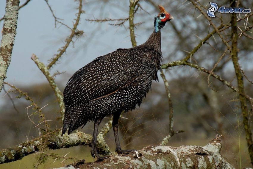 Guinea fowl