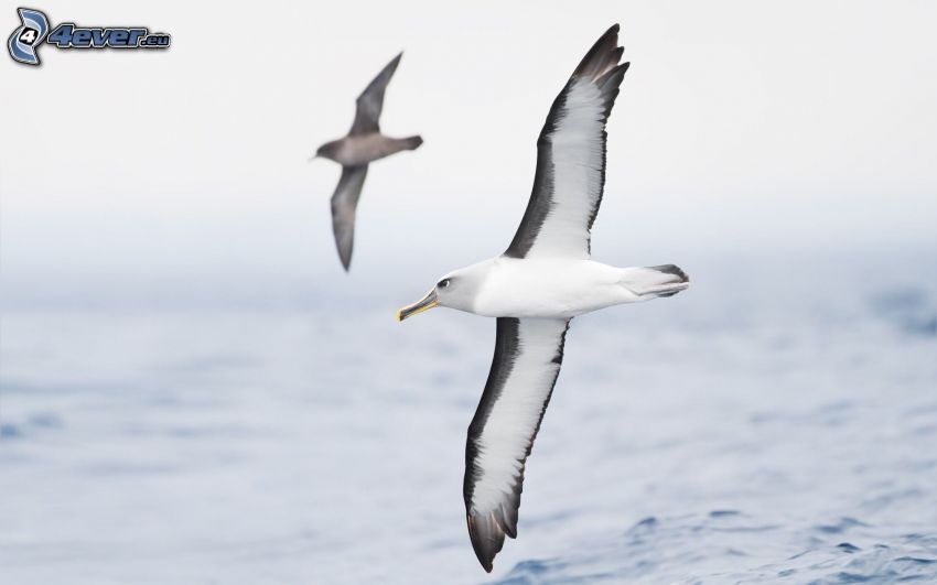 gulls, flight