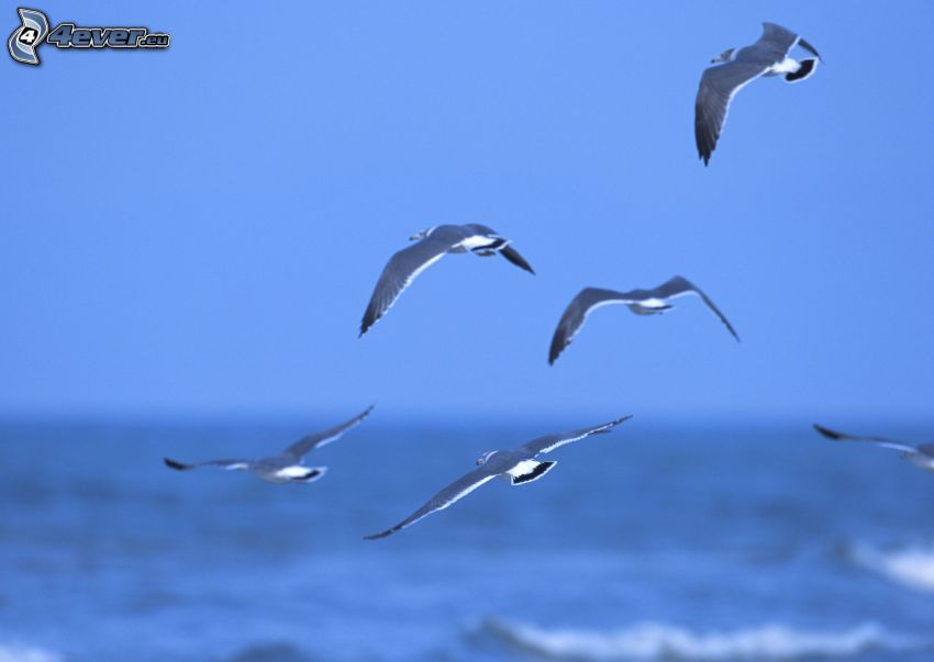 gulls, flight