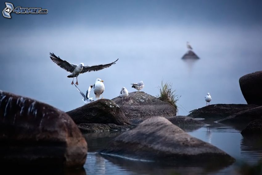 gulls, rocks, water, wings, landing