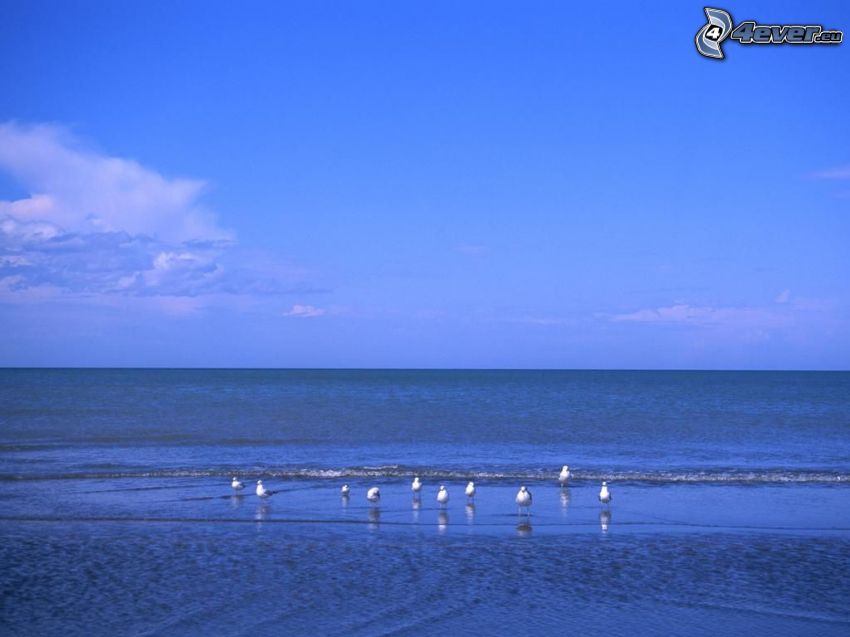 gulls, sea
