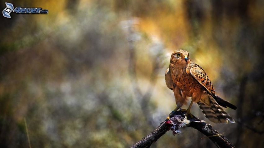 hawk, bird on a branch