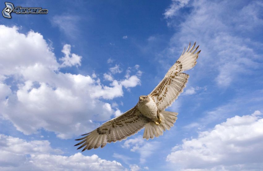 hawk, flight, wings, clouds