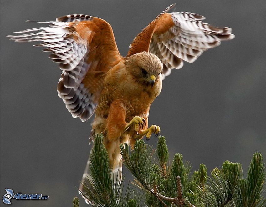 hawk, landing, wings, conifer twig