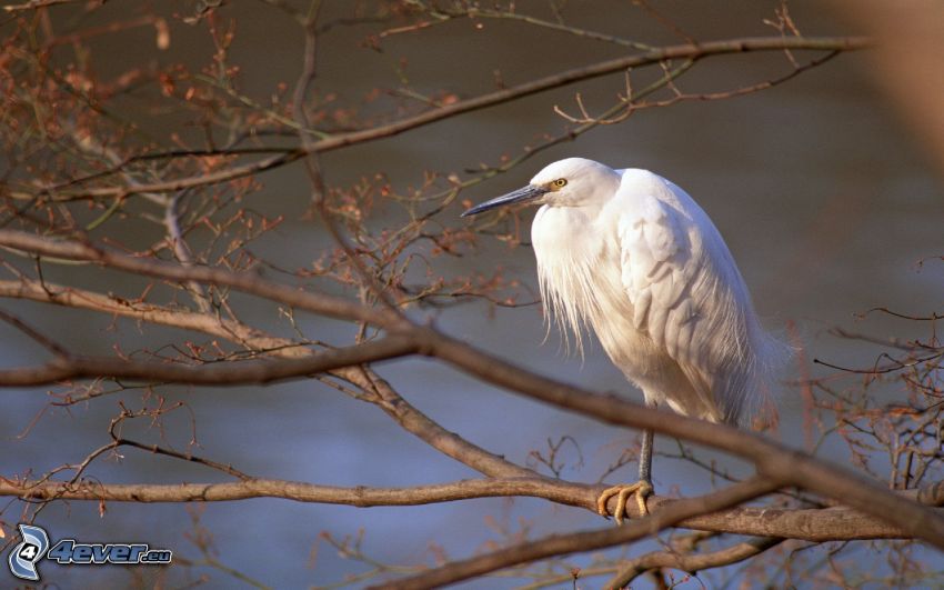 heron, branches