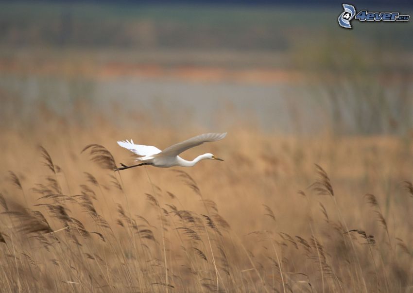 heron, flight, dry grass