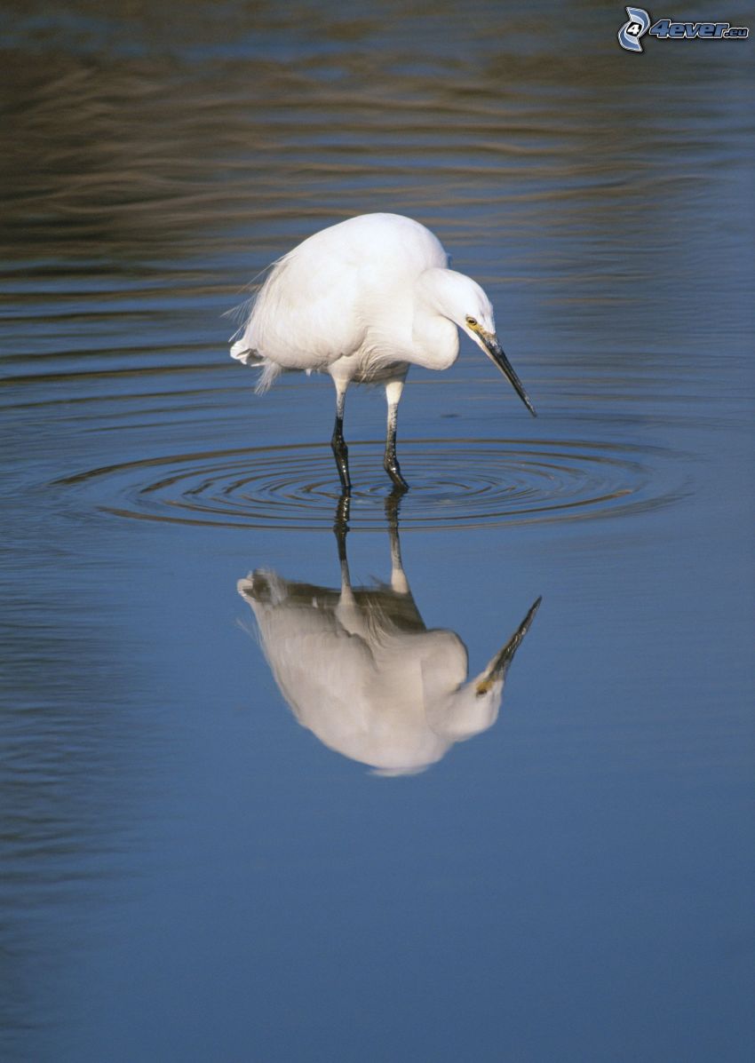 heron, water, reflection