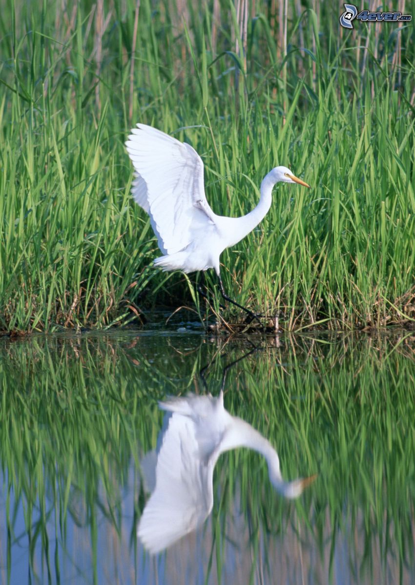 heron, wings, water, reflection