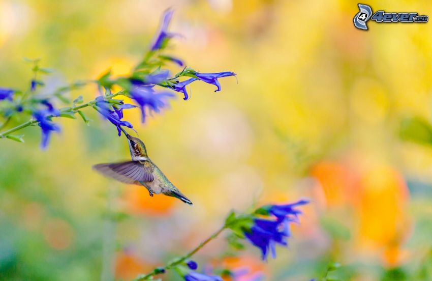 hummingbird, blue flowers