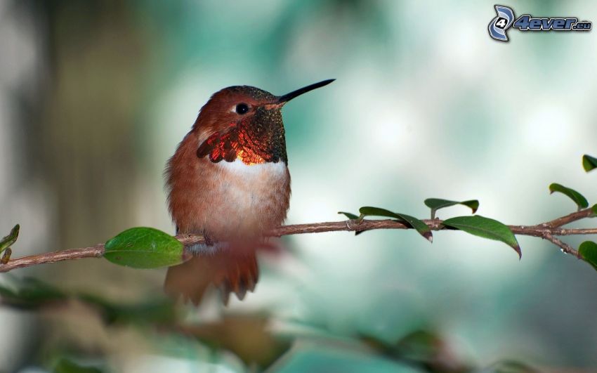 hummingbird, branch