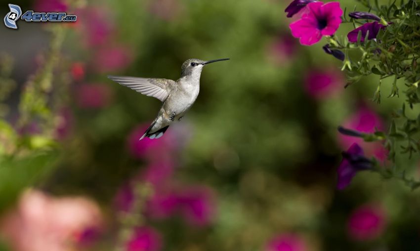 hummingbird, pink flower