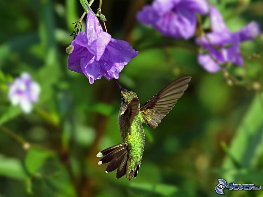 hummingbird, purple flowers