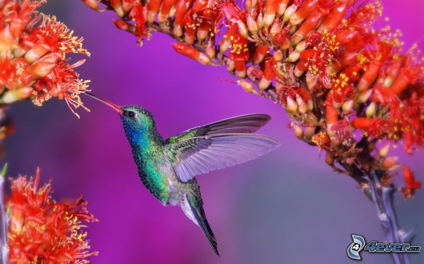 hummingbird, red flowers