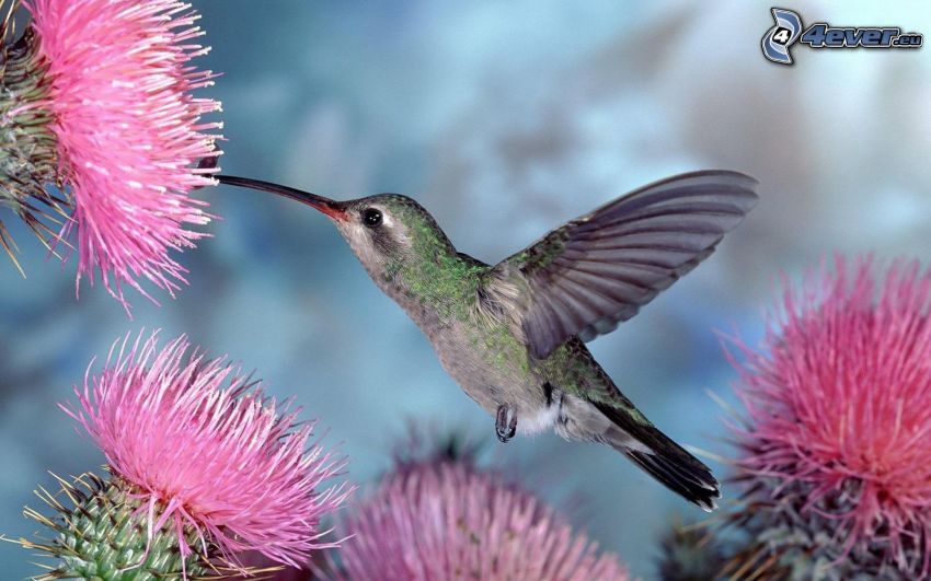 hummingbird, thistle