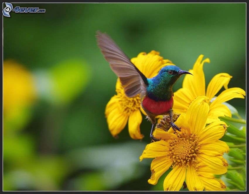 hummingbird, yellow flowers