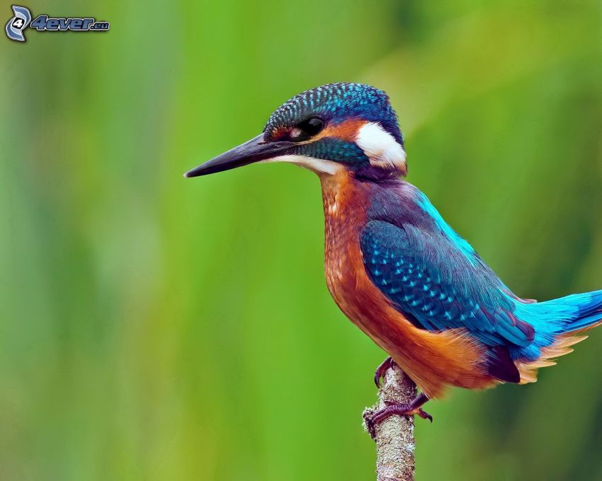 kingfisher, wood
