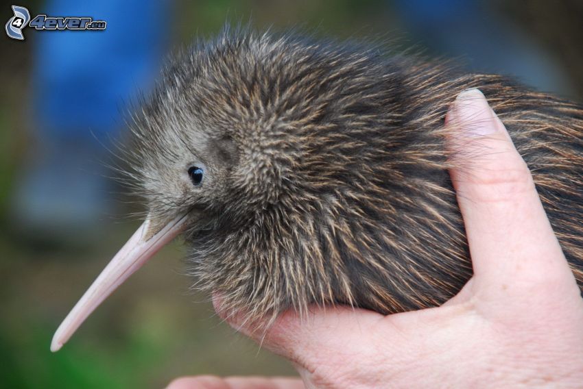 kiwi bird, hand