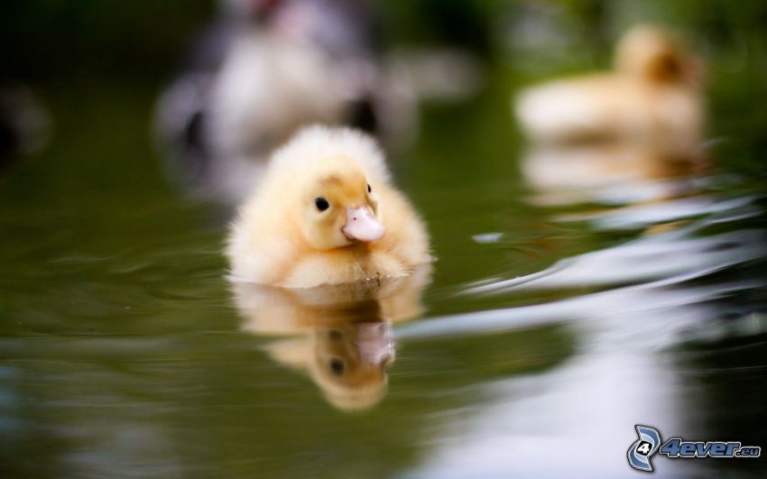 little duckling, ducks