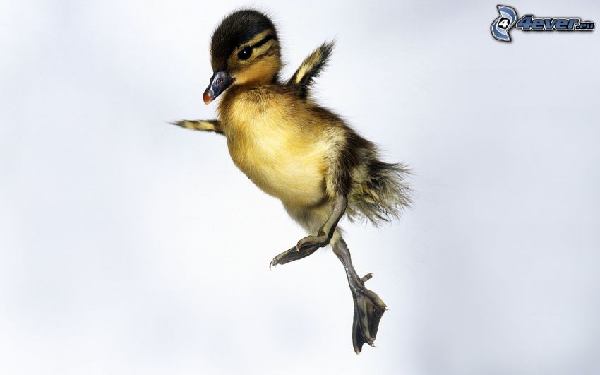 little duckling, flight