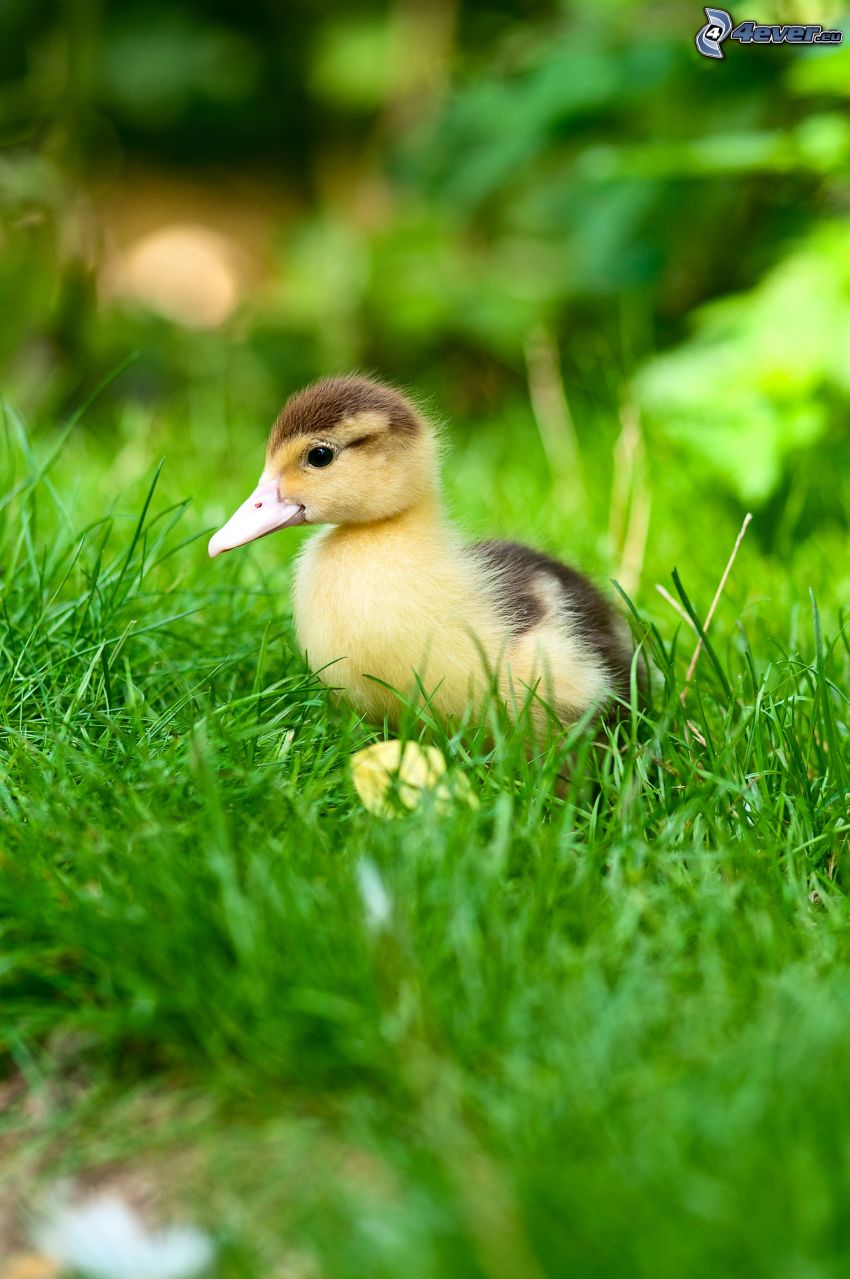 little duckling, grass