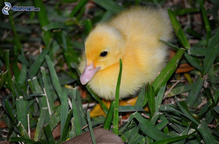 little duckling, grass